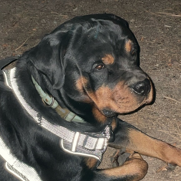 Grateful - Picture 1 of 3